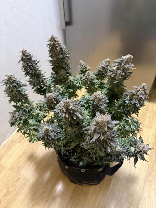 Eternity Grow Cup 2026 - Sticky Broccoli. Week 16