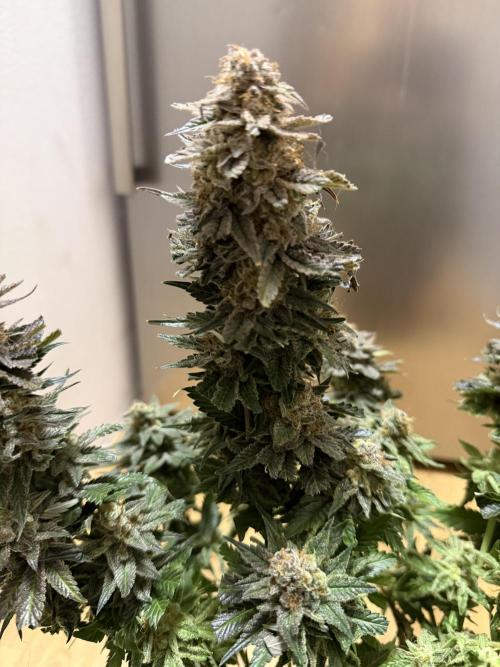 Eternity Grow Cup 2026 - Sticky Broccoli. Week 16