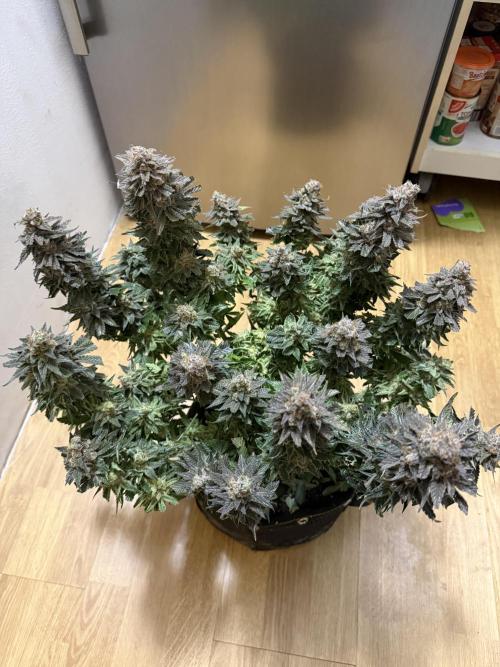 Eternity Grow Cup 2026 - Sticky Broccoli. Week 16