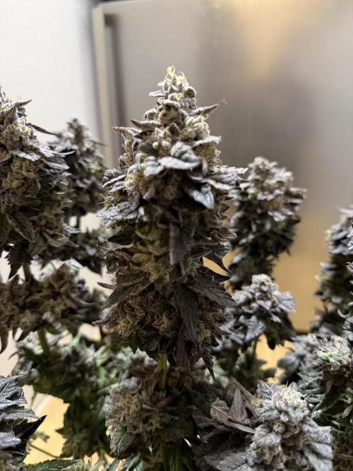 Blueberry by Dutch Passion. Week 16