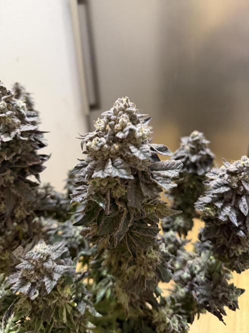 Blueberry by Dutch Passion. Week 16