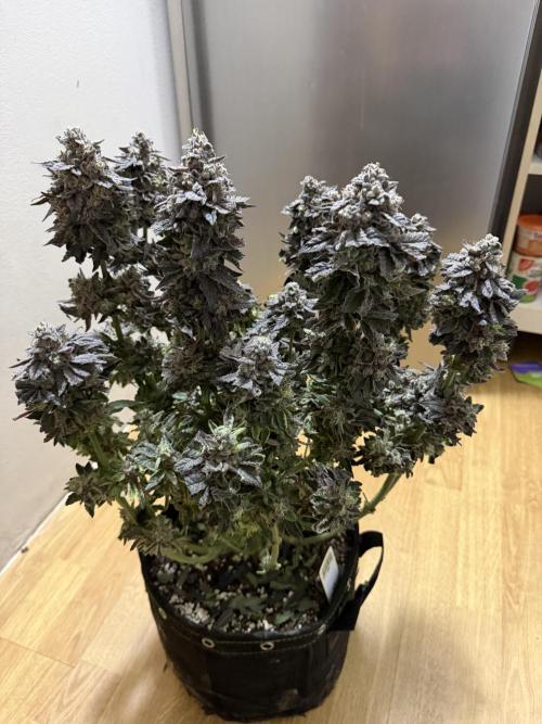 Blueberry by Dutch Passion. Week 16