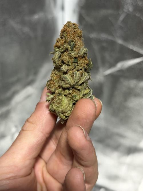 Eternity Grow Cup 2026 - Sticky Broccoli. Week 16