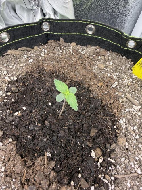 Sour Diesel by Barneys Farm. Week 1