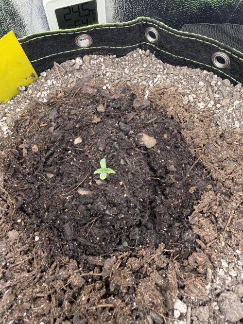 Lemon Haze by Barneys Farm. Week 1