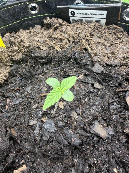 Purple Lemonade Auto. Week 1