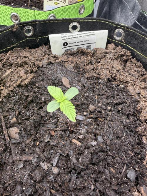 Guava Runtz Auto. Week 1