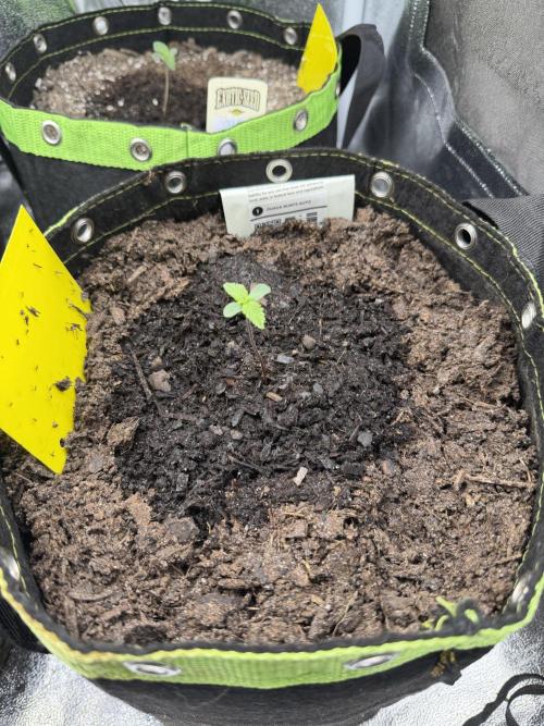Guava Runtz Auto. Week 1