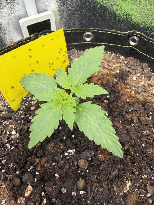 Sour Diesel by Barneys Farm. Week 2