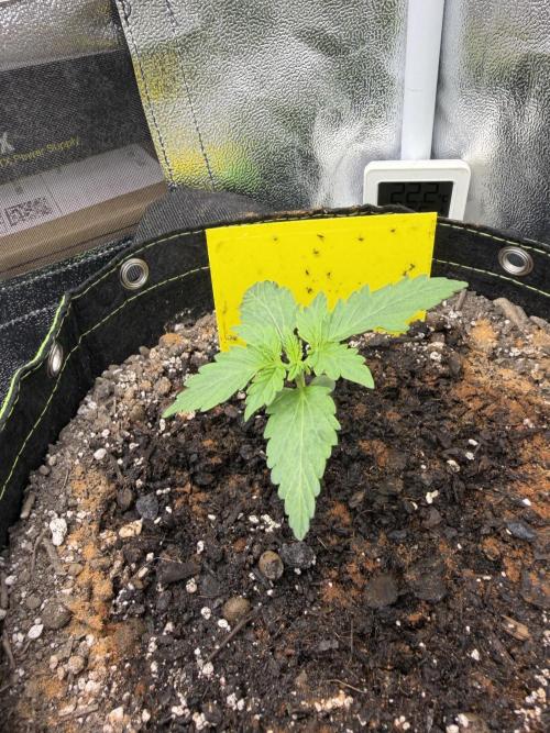 Sour Diesel by Barneys Farm. Week 2