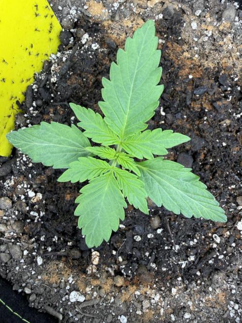 Sour Diesel by Barneys Farm. Week 2