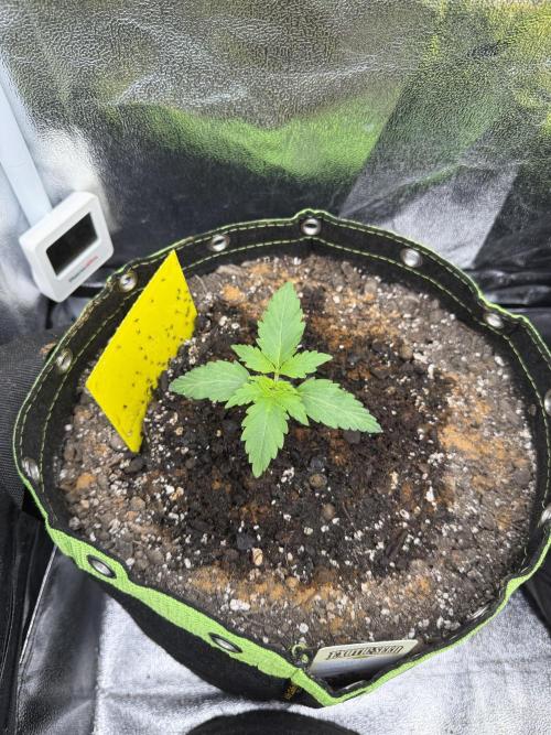 Sour Diesel by Barneys Farm. Week 2