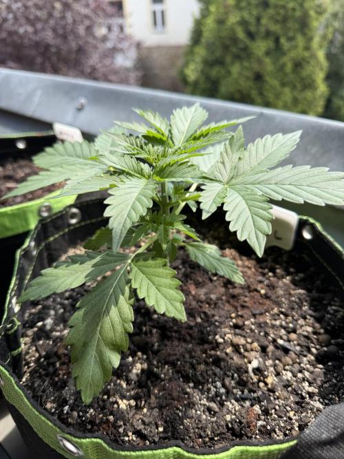 Sour Diesel by Barneys Farm. Week 3