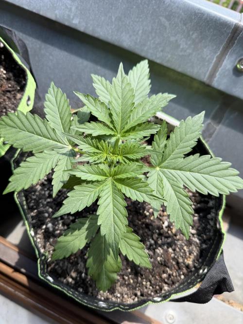 Sour Diesel by Barneys Farm. Week 3