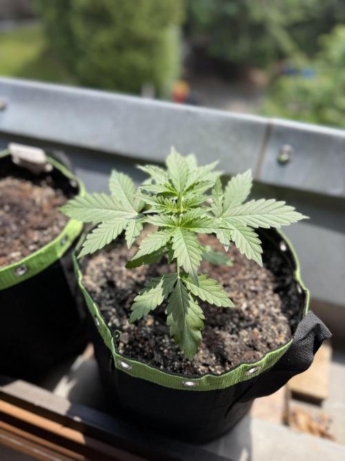 Sour Diesel by Barneys Farm. Week 3