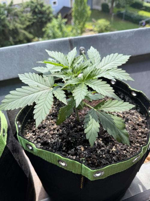 Sour Diesel by Barneys Farm. Week 3