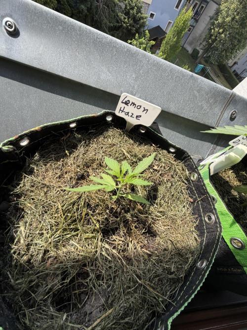 Lemon Haze by Barneys Farm. Week 2