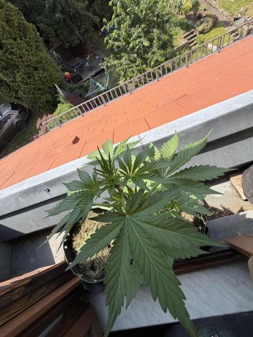 Sour Diesel by Barneys Farm. Week 4