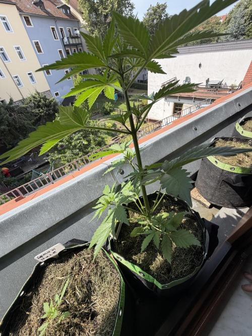 Sour Diesel by Barneys Farm. Week 4