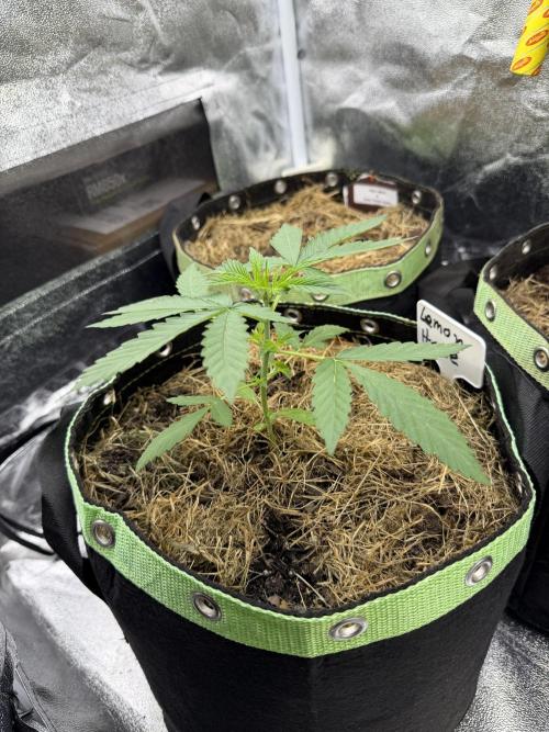 Lemon Haze by Barneys Farm. Week 3