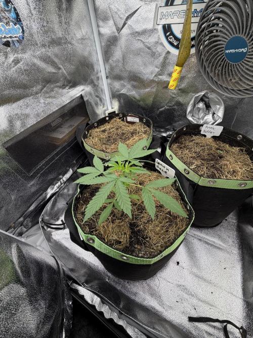 Lemon Haze by Barneys Farm. Week 3