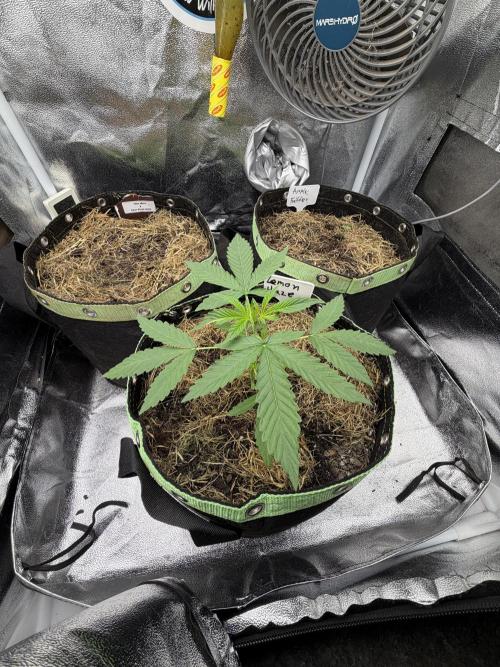 Lemon Haze Auto. Week 3