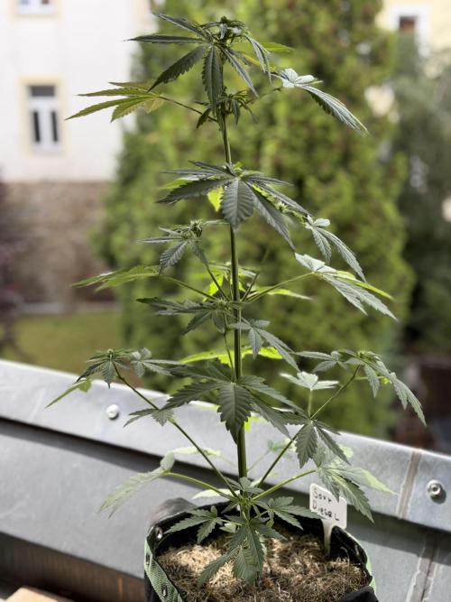 Sour Diesel by Barneys Farm. Week 5