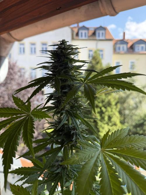 Sour Diesel by Barneys Farm. Week 8