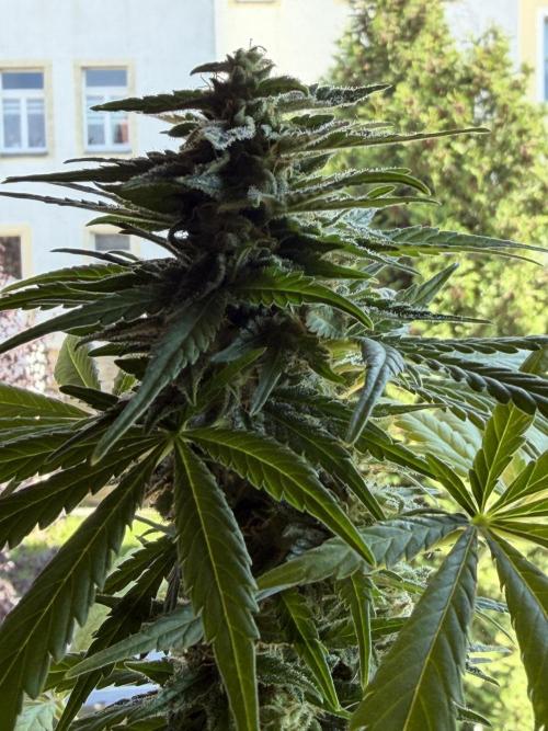 Sour Diesel by Barneys Farm. Week 8