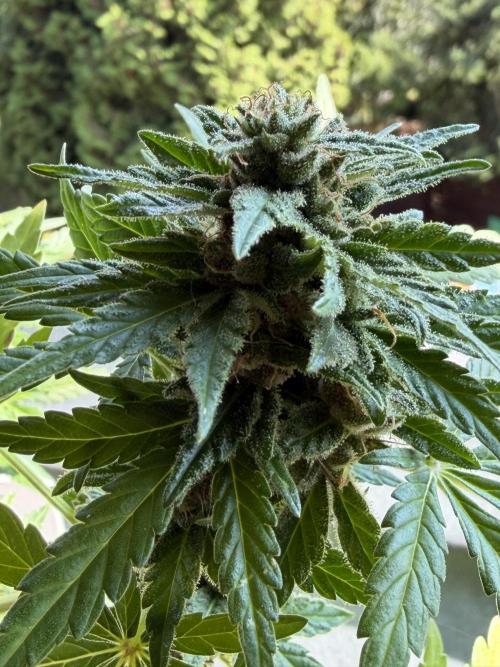 Sour Diesel by Barneys Farm. Week 8