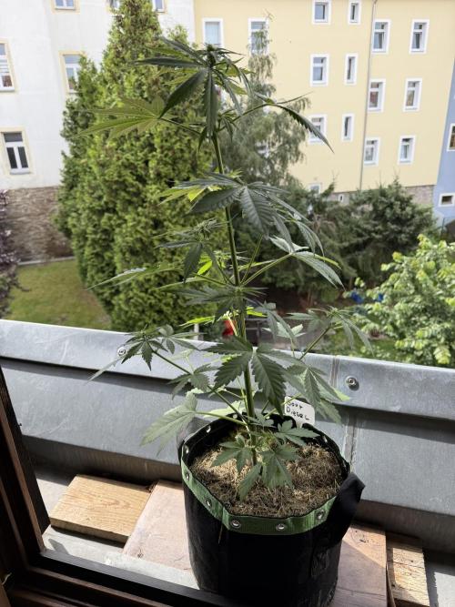 Lemon Haze by Barneys Farm. Week 6