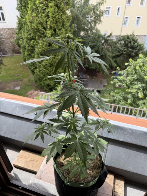 Lemon Haze by Barneys Farm. Week 6
