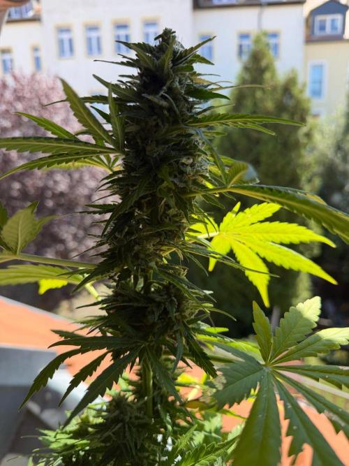 Sour Diesel by Barneys Farm. Week 9