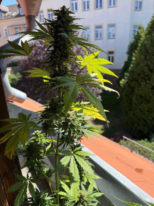 Sour Diesel by Barneys Farm. Week 9