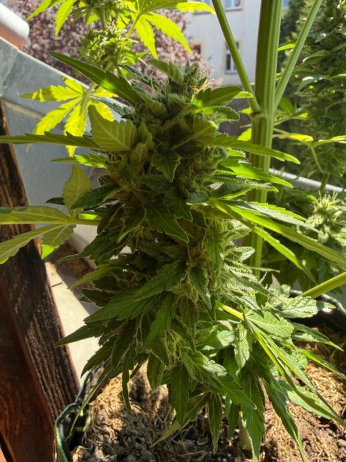 Sour Diesel by Barneys Farm. Week 9