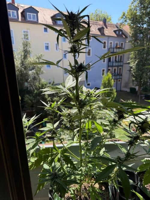 Lemon Haze by Barneys Farm. Week 7