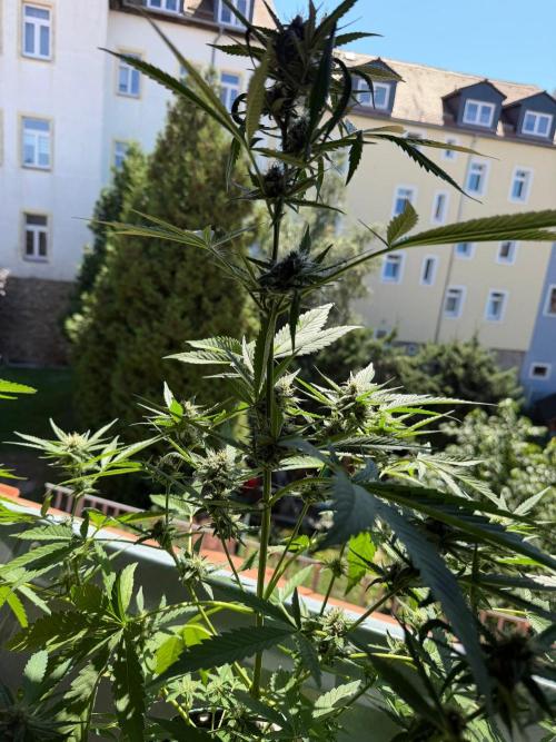 Lemon Haze by Barneys Farm. Week 7