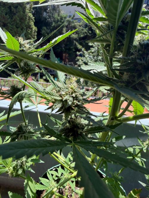 Lemon Haze by Barneys Farm. Week 7