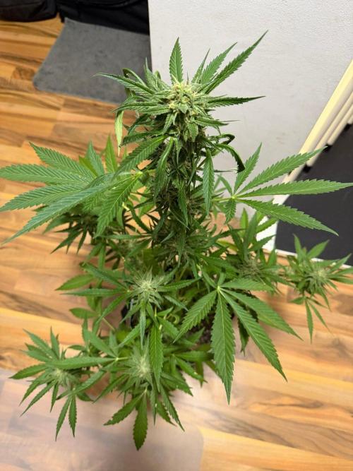 Lemon Haze by Barneys Farm. Week 8