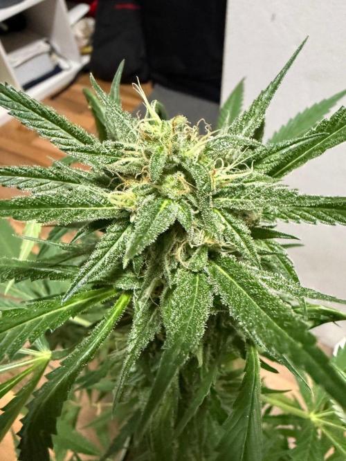 Lemon Haze by Barneys Farm. Week 8