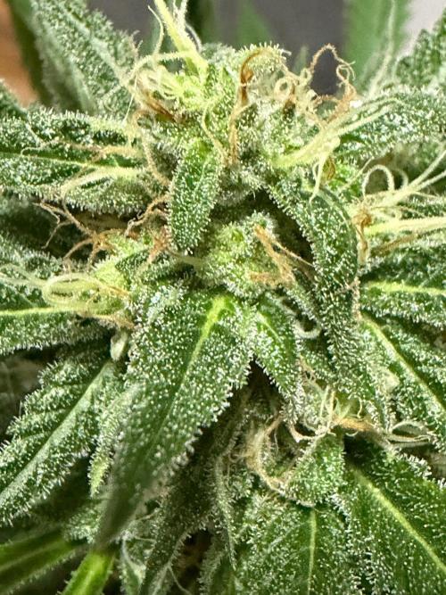 Lemon Haze by Barneys Farm. Week 8