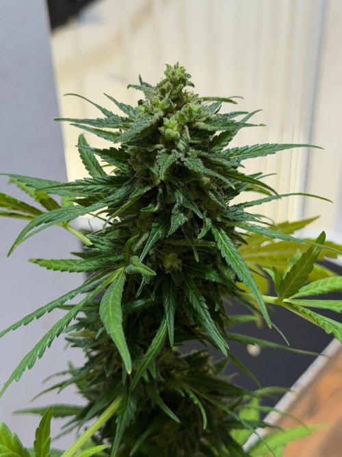 Sour Diesel by Barneys Farm. Week 10