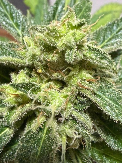 Sour Diesel by Barneys Farm. Week 10
