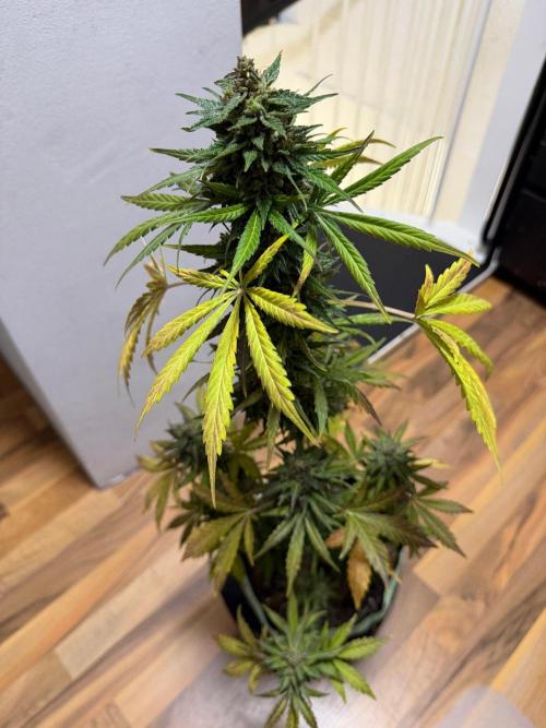 Sour Diesel by Barneys Farm. Week 11