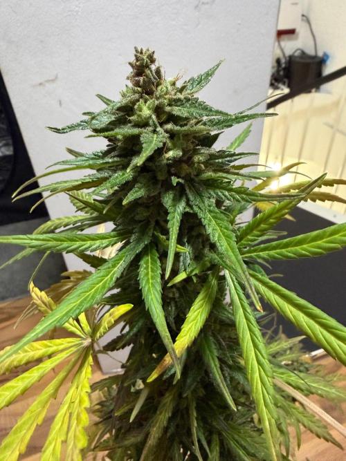 Sour Diesel by Barneys Farm. Week 11