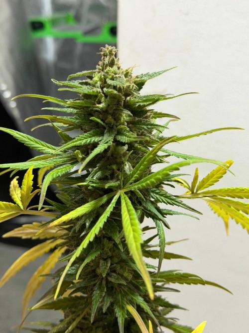 Sour Diesel by Barneys Farm. Week 11