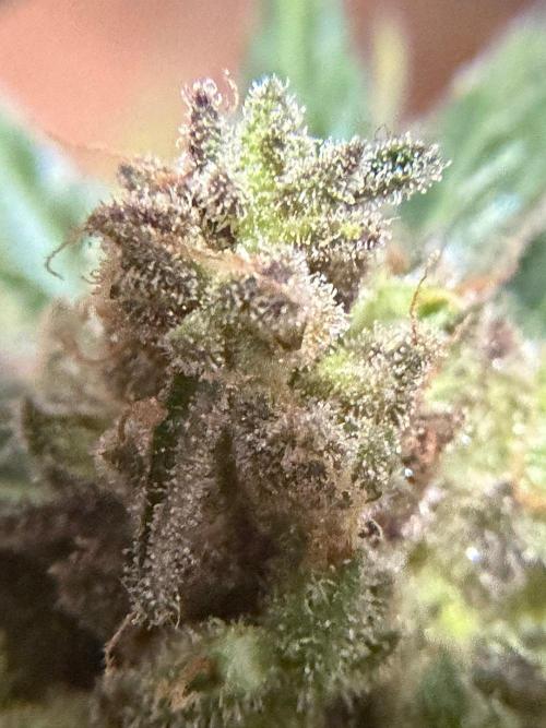 Sour Diesel by Barneys Farm. Week 11