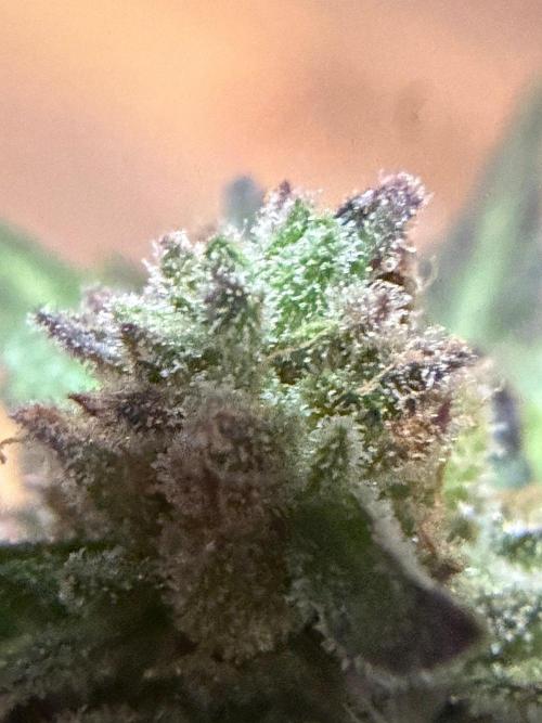 Sour Diesel by Barneys Farm. Week 11