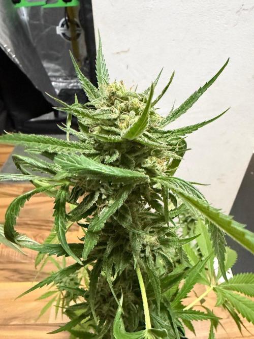 Lemon Haze by Barneys Farm. Week 9