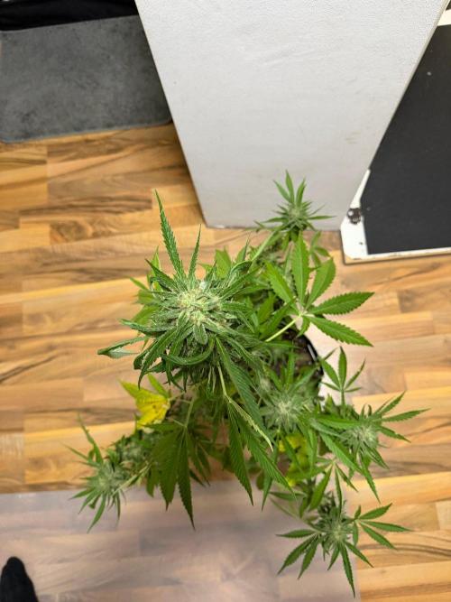 Lemon Haze by Barneys Farm. Week 9